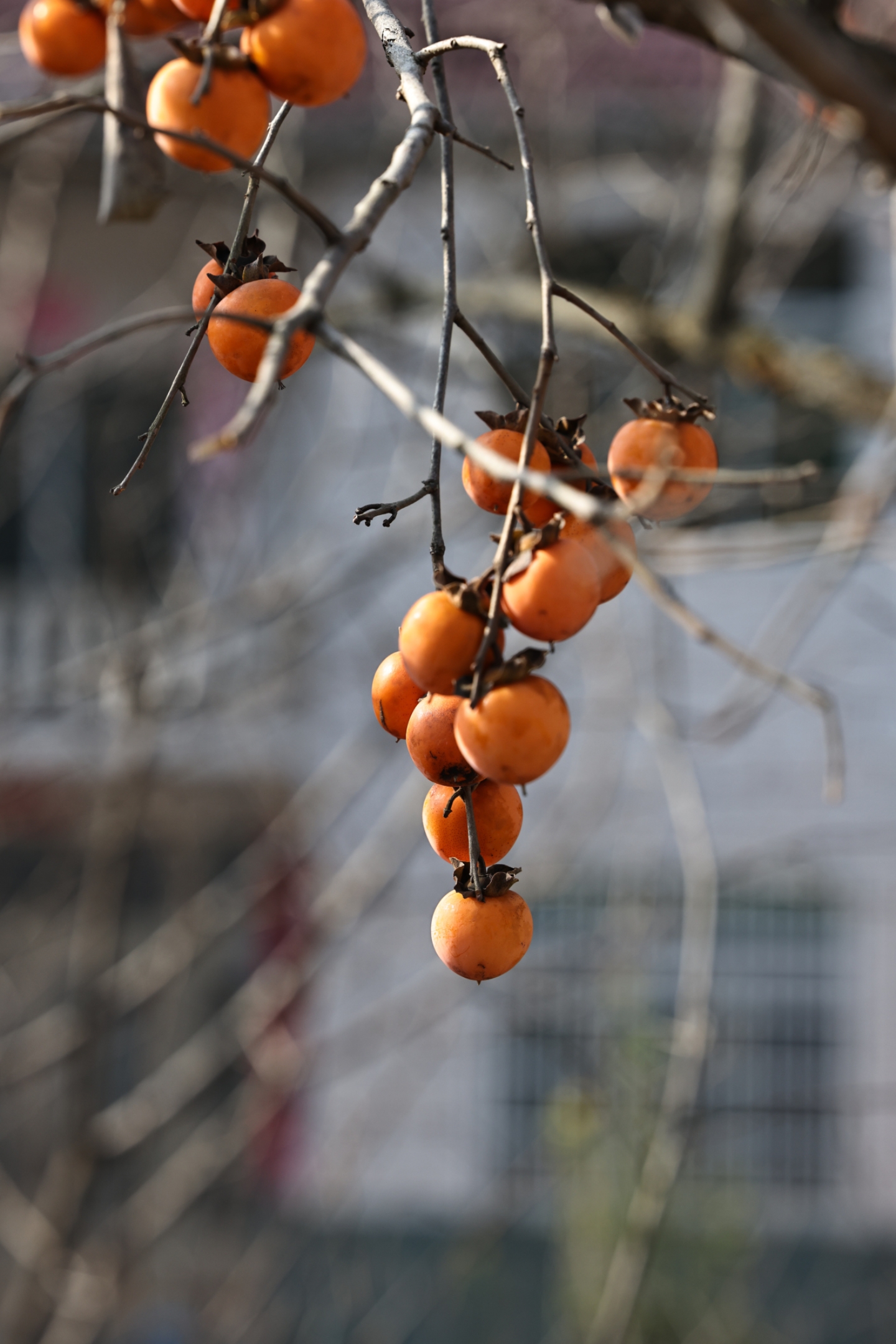 【柿柿如意好柿年年】秋天的柿子树下,有着最甜蜜的记忆.