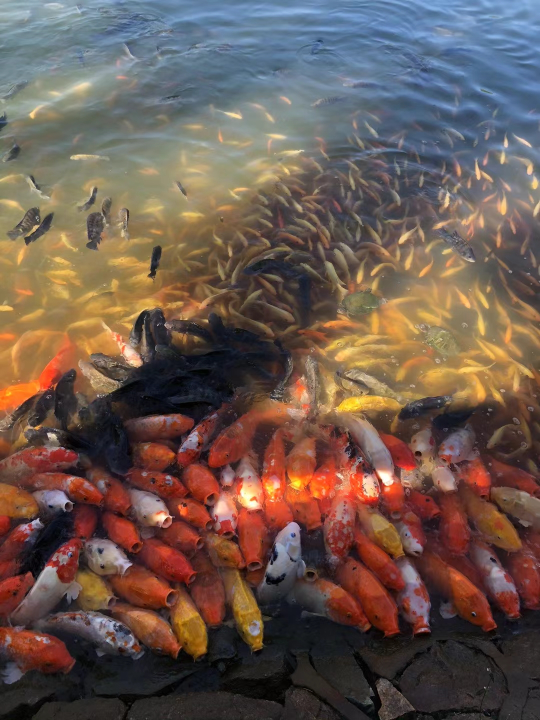黄的,白的,红的……它们在水中畅游,每一片鳞片都闪烁着梦幻的光泽.