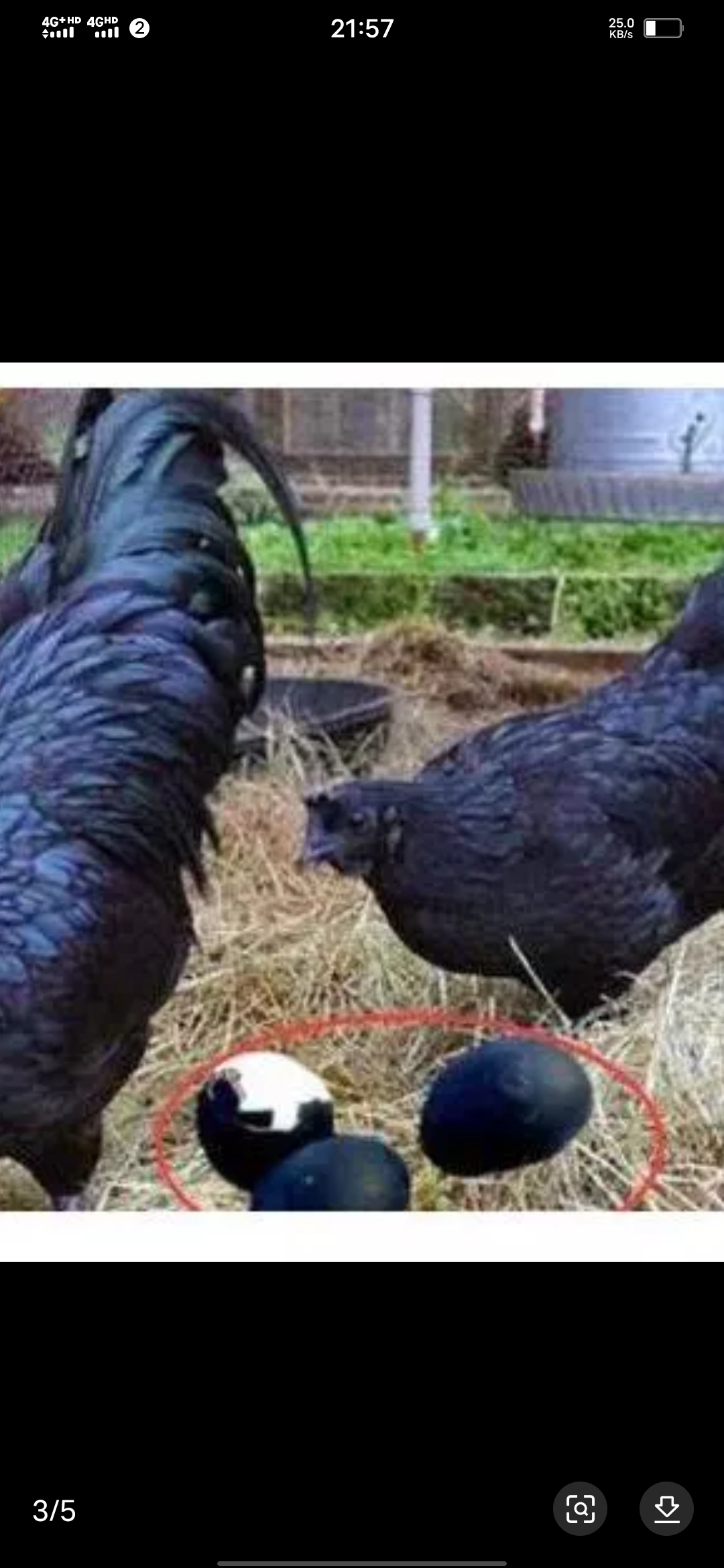 印度尼西亚,乌鸡