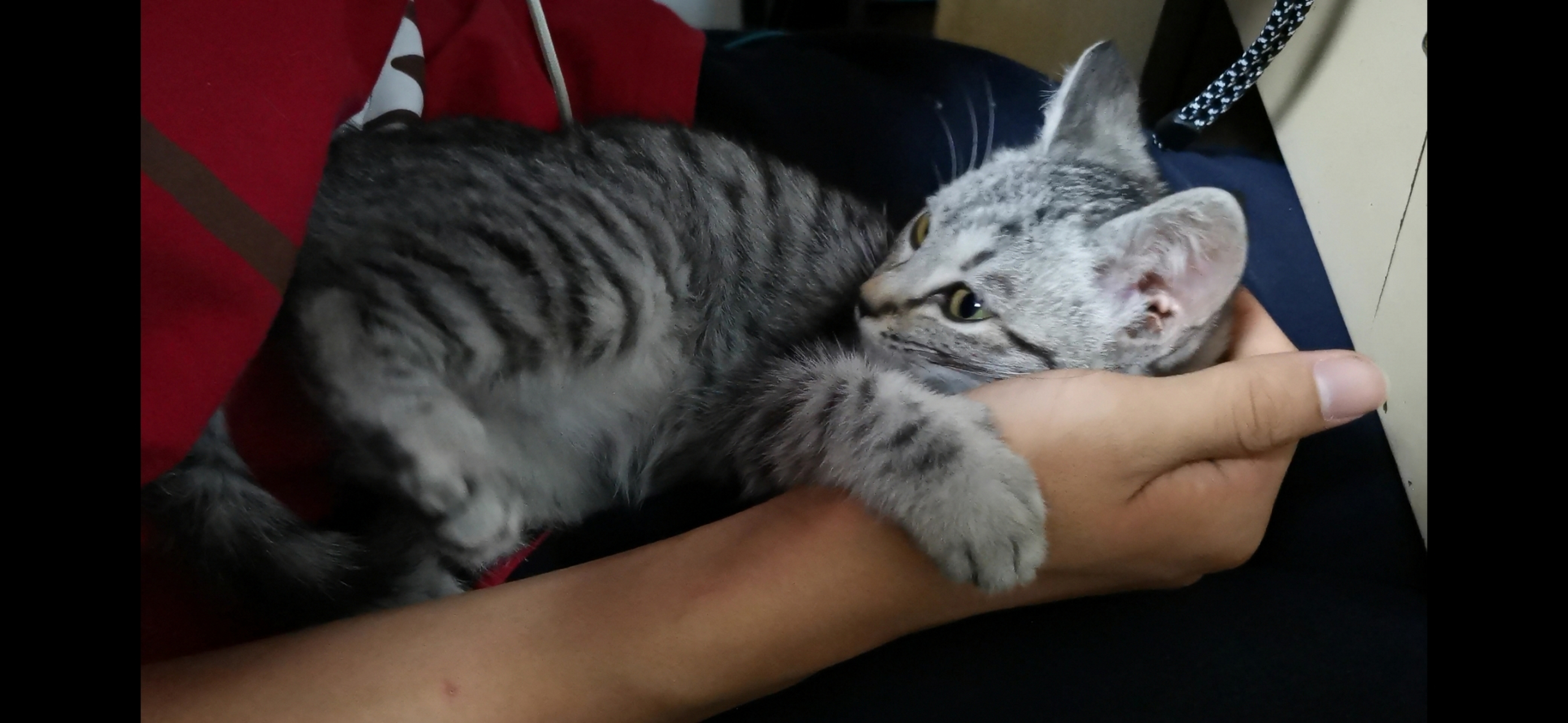 萌宠成长记# 这才不到四个小时,糯米想睡了,赖到哥哥怀里求抱抱,账