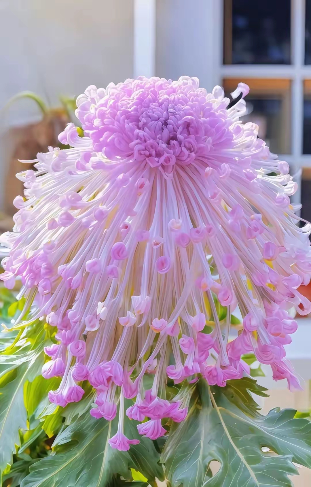 最美的菊花,娇滴滴,鲜艳的展示多彩绝技,把纯真娇艳撒向人间