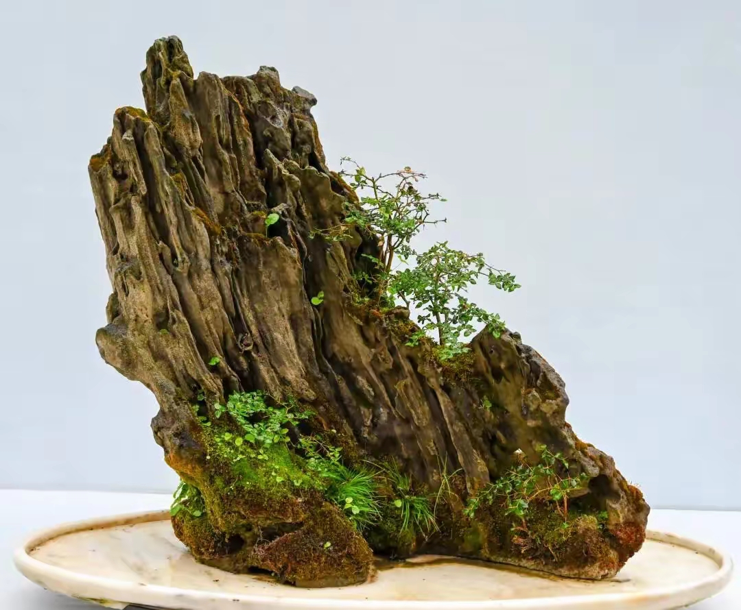 每一颗石子都仿佛具有生命,而那小树则郁郁葱葱,生机勃勃,仿佛要将家