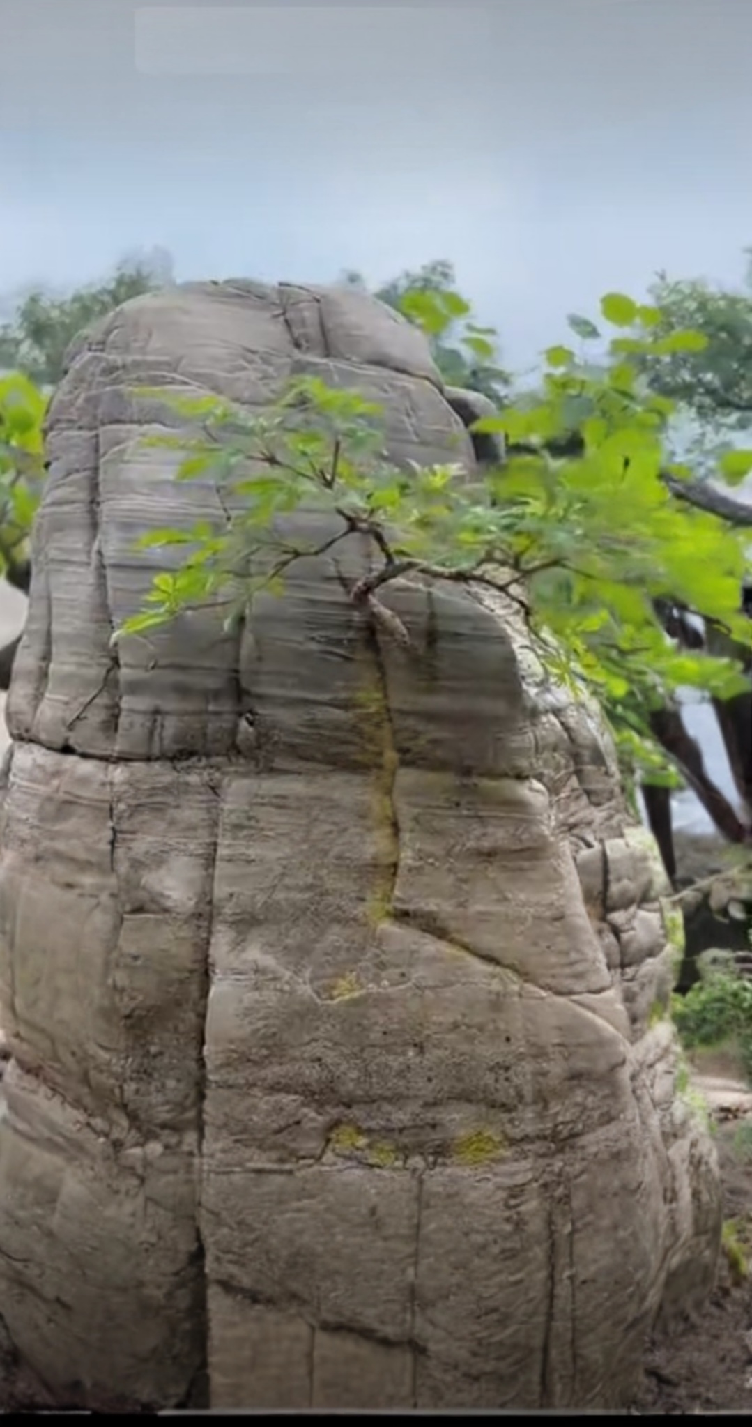这棵树真顽强,长在石头缝里,生命力旺盛!真佩服