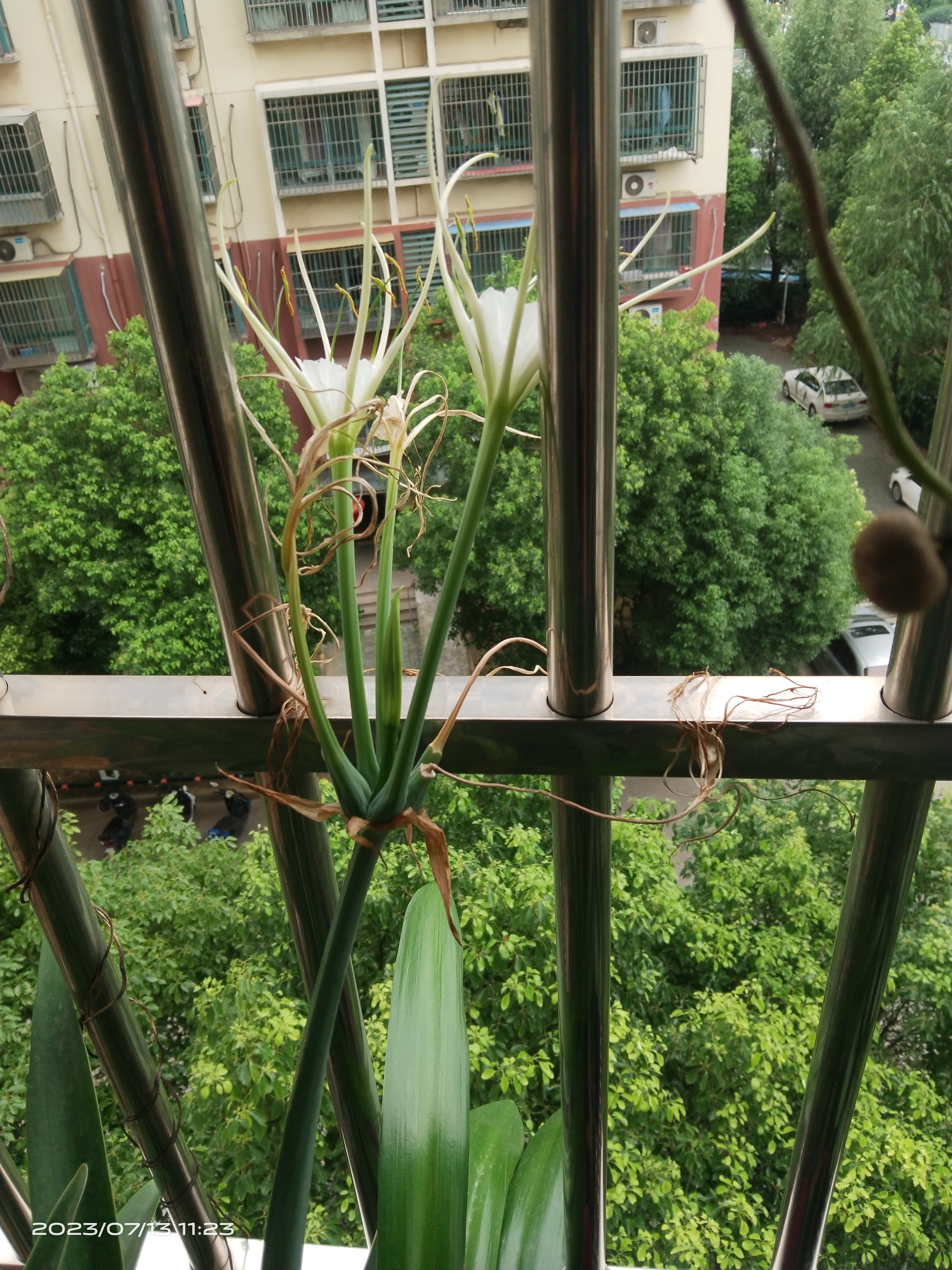 网上买的朱顶红,怎么开的这种白花,不像原来的大红色,谁知道这是什么