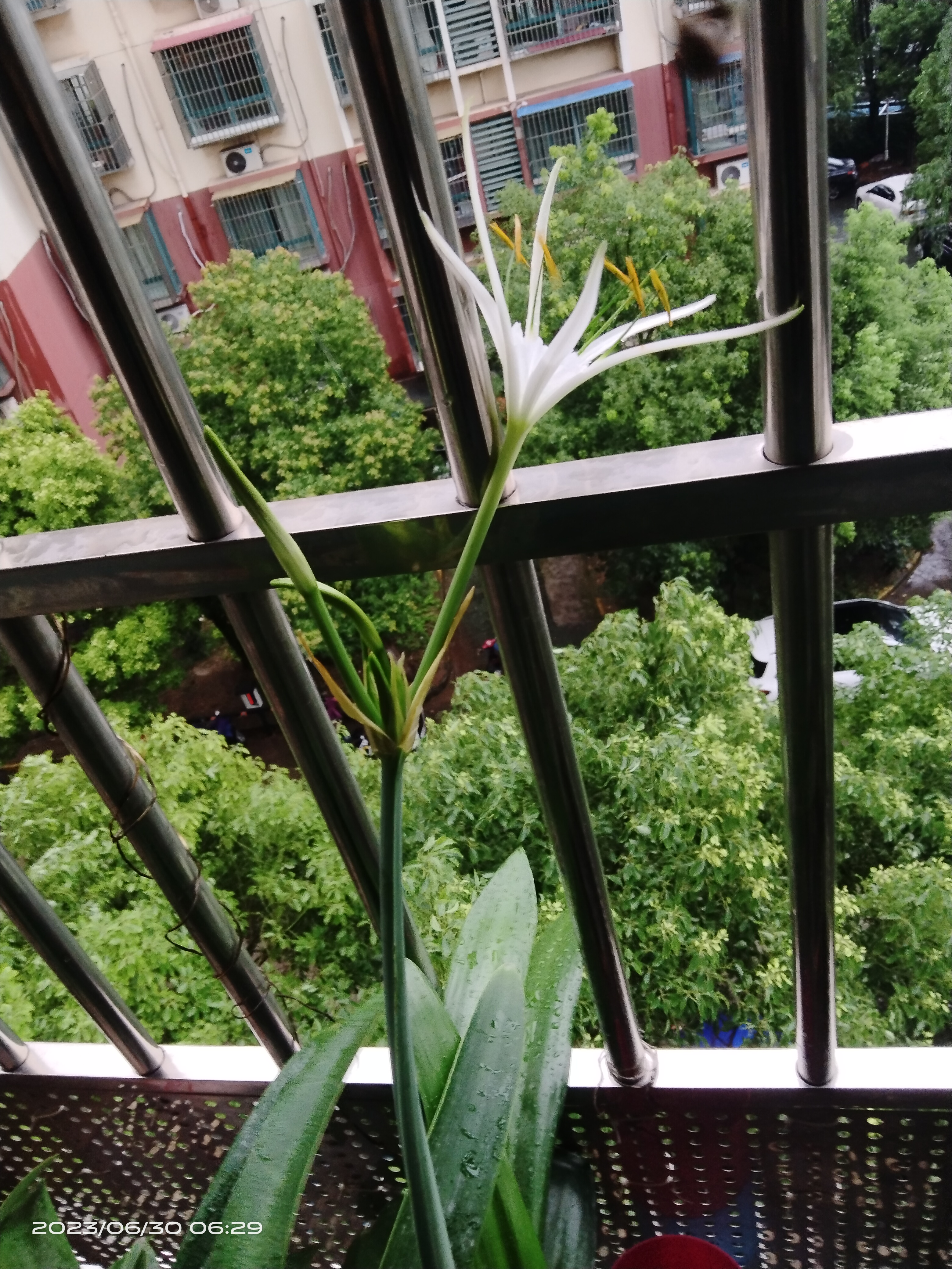 网上买的朱顶红,怎么开的这种白花,不像原来的大红色,谁知道这是什么