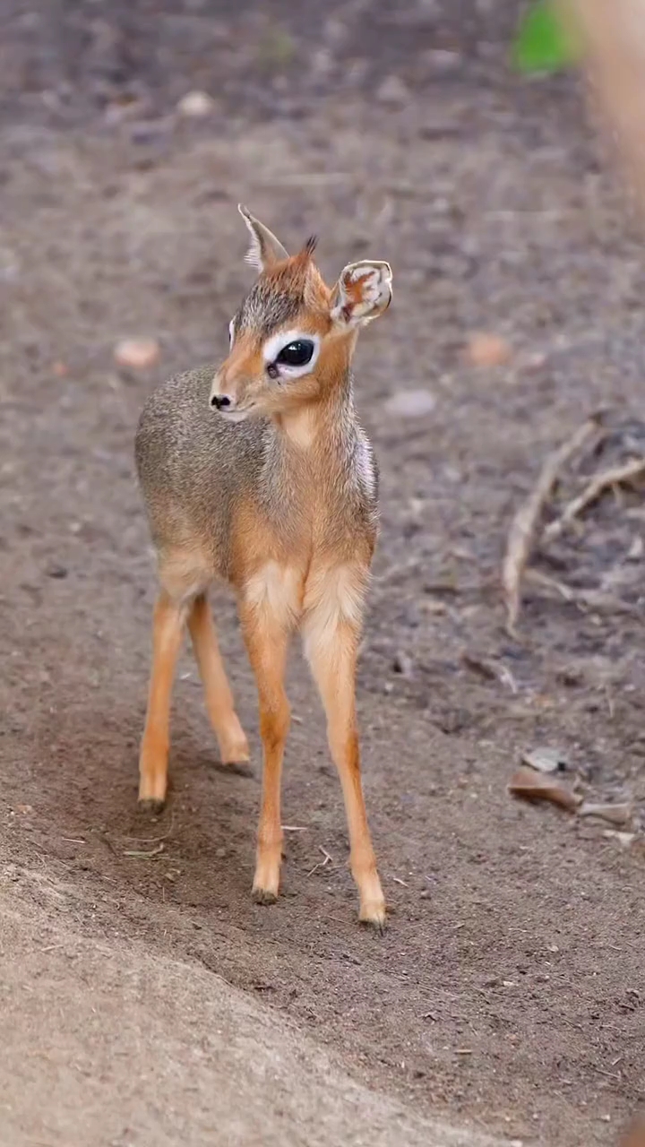 太可爱了,这大眼睛萌萌的,就跟动漫里画的一样,据说叫犬羚.