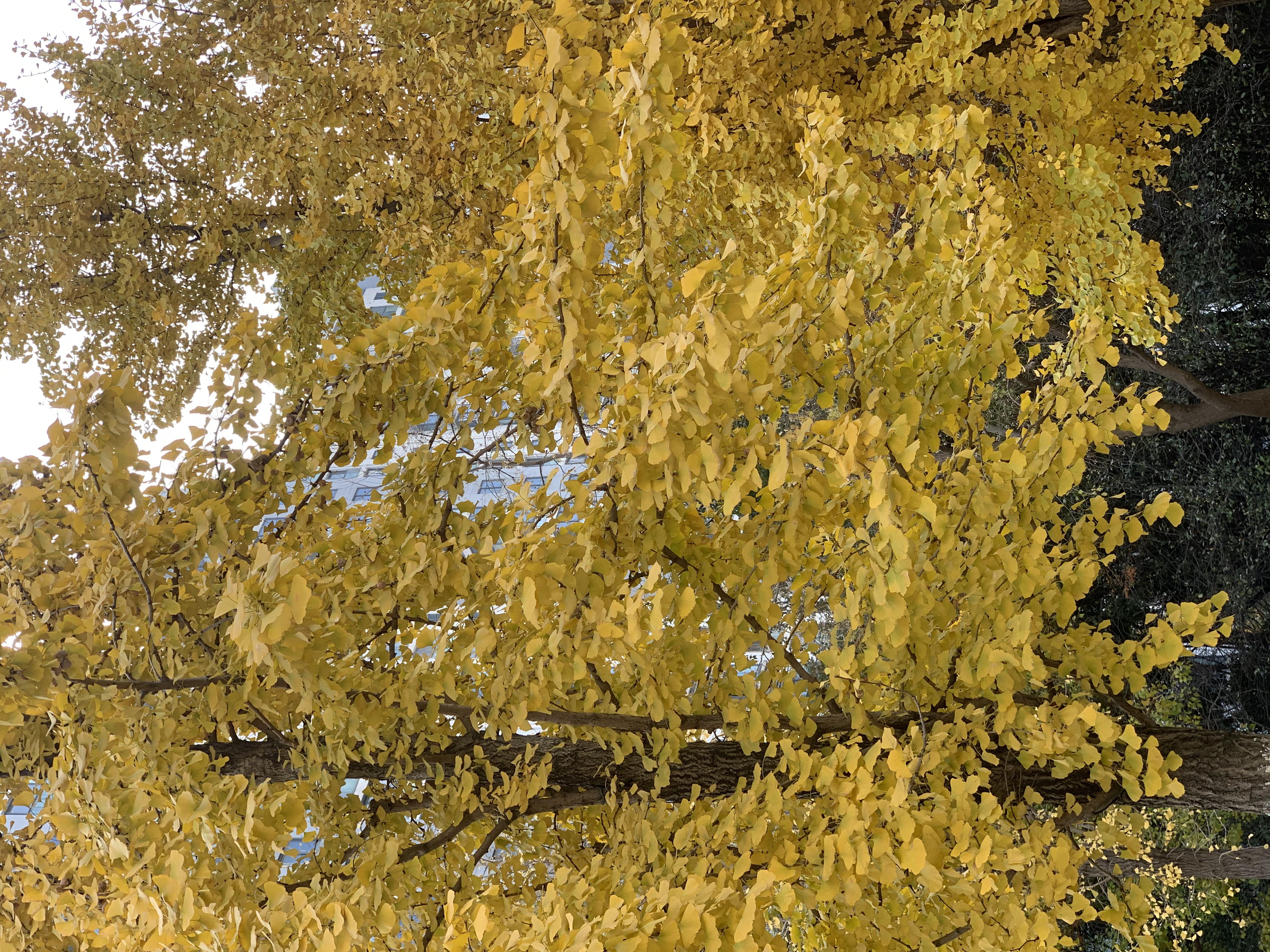 秋天的银杏树,树叶开始变成黄色,仿佛是自然界的魔法,将整个世界都染