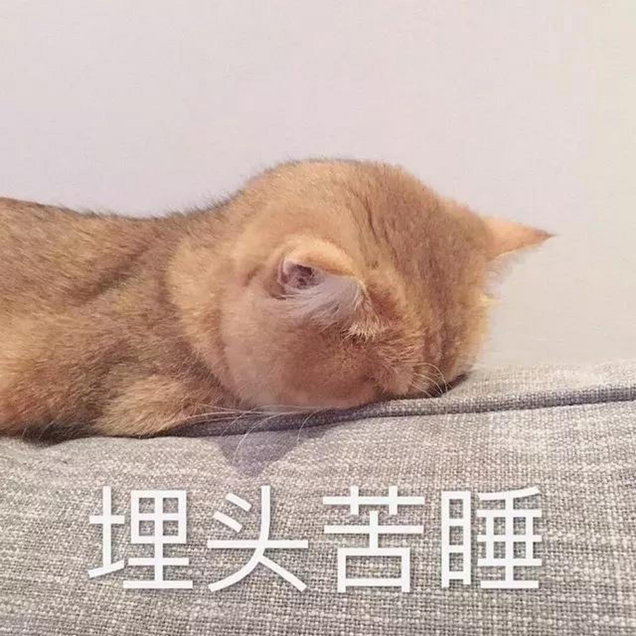 唔…醒了,猫猫,夜深人静的这个时候,什么也不想管了,就这样静静的靠在