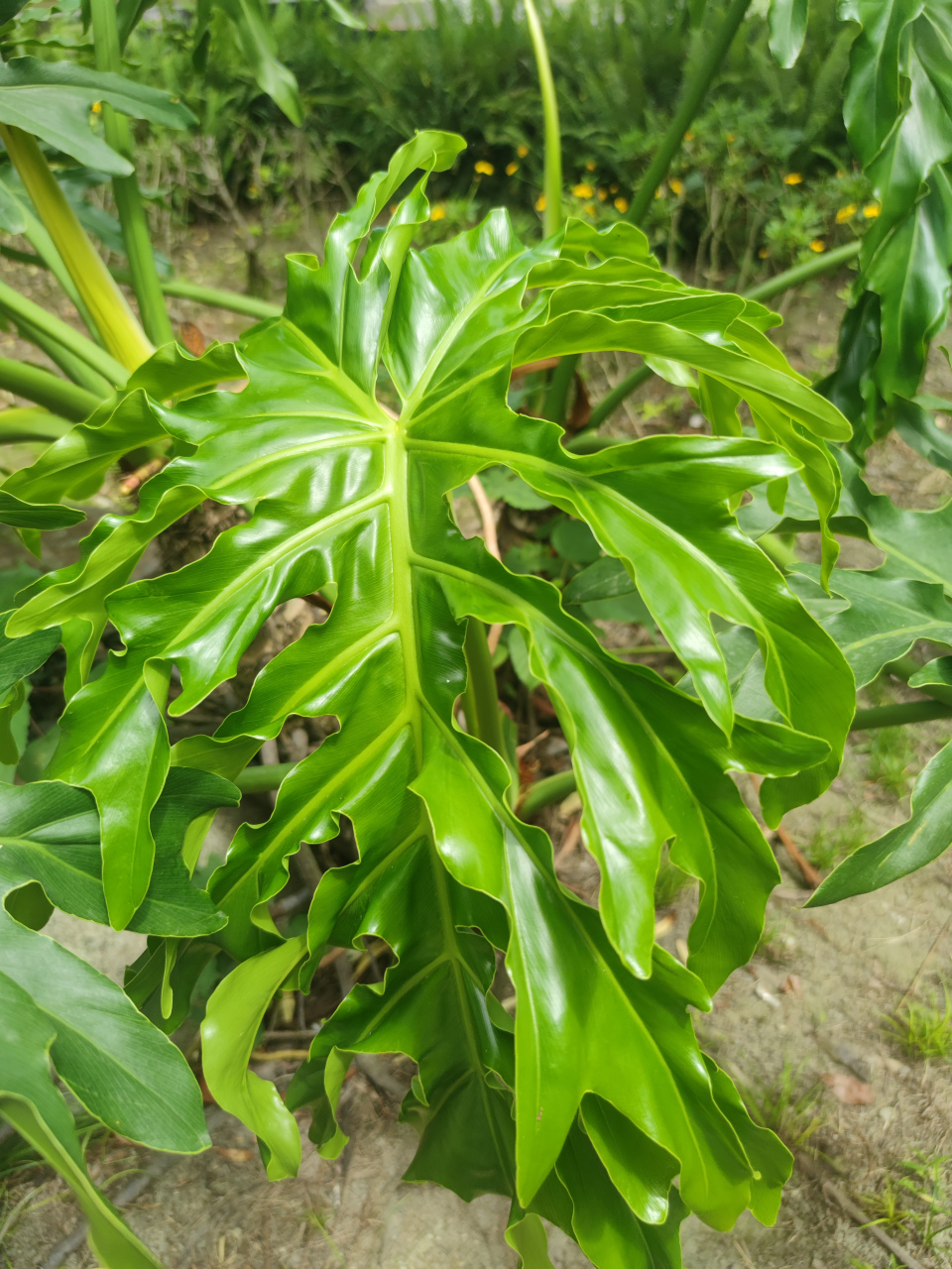 芃羽植物图片图片