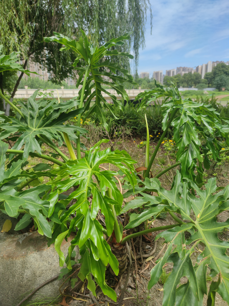 芃羽植物图片图片