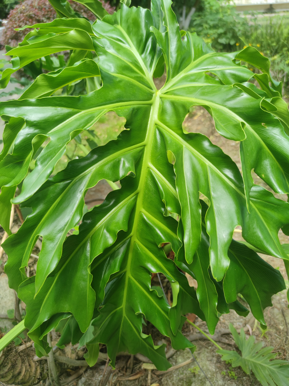 芃羽植物图片图片