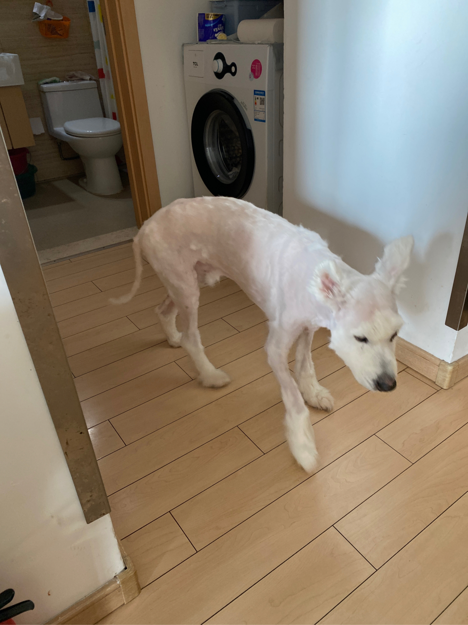 vlog记录生活# 15岁的萨摩耶宝宝.剃毛洗澡了