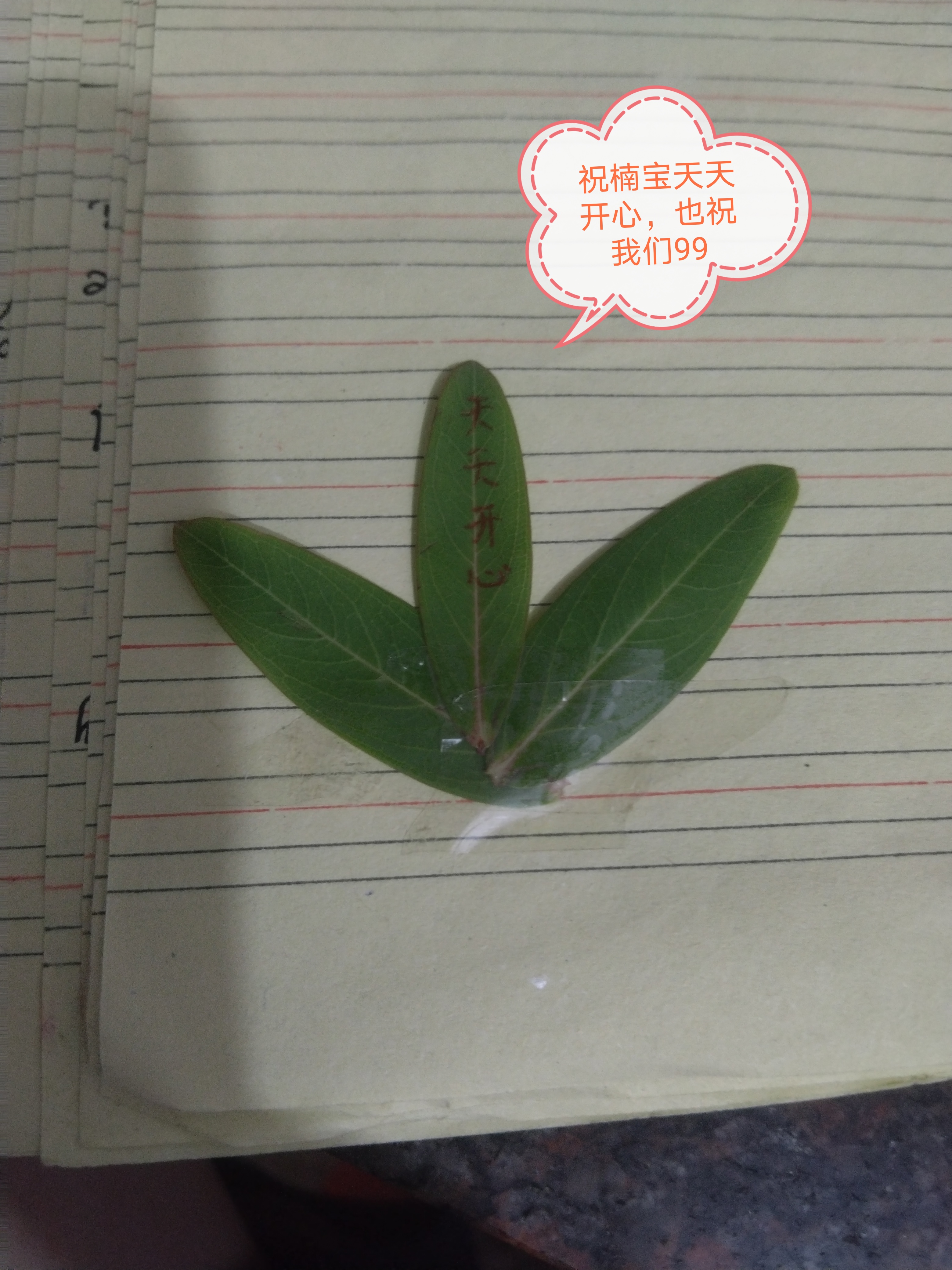 祝我和楠宝绿叶轻舞,心情也随之飞扬,愿我们的友谊长存99.