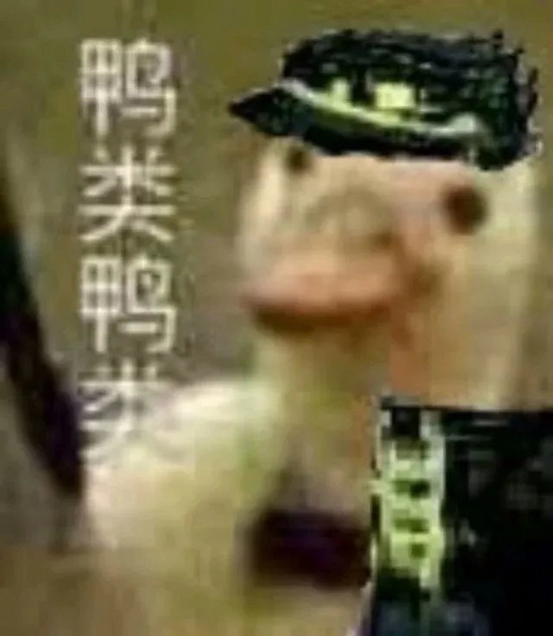 动画片中的经典台词# 那当然是承太郎的鸭类鸭类了