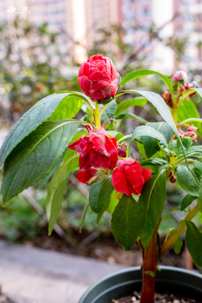 茶花凤仙种下后的第一波花都是不标准的,稀稀拉拉,要到第二波花才会