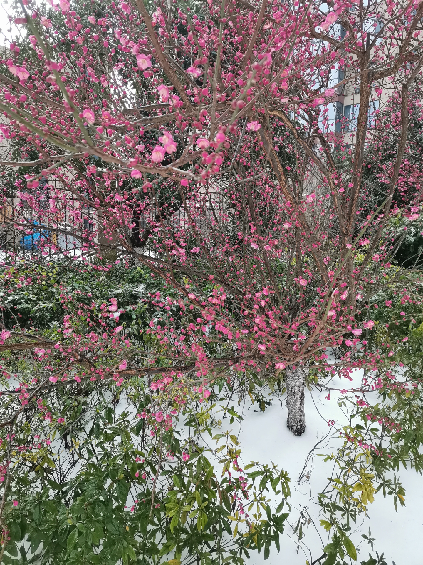 墙角一枝梅,静静开放,不争春.