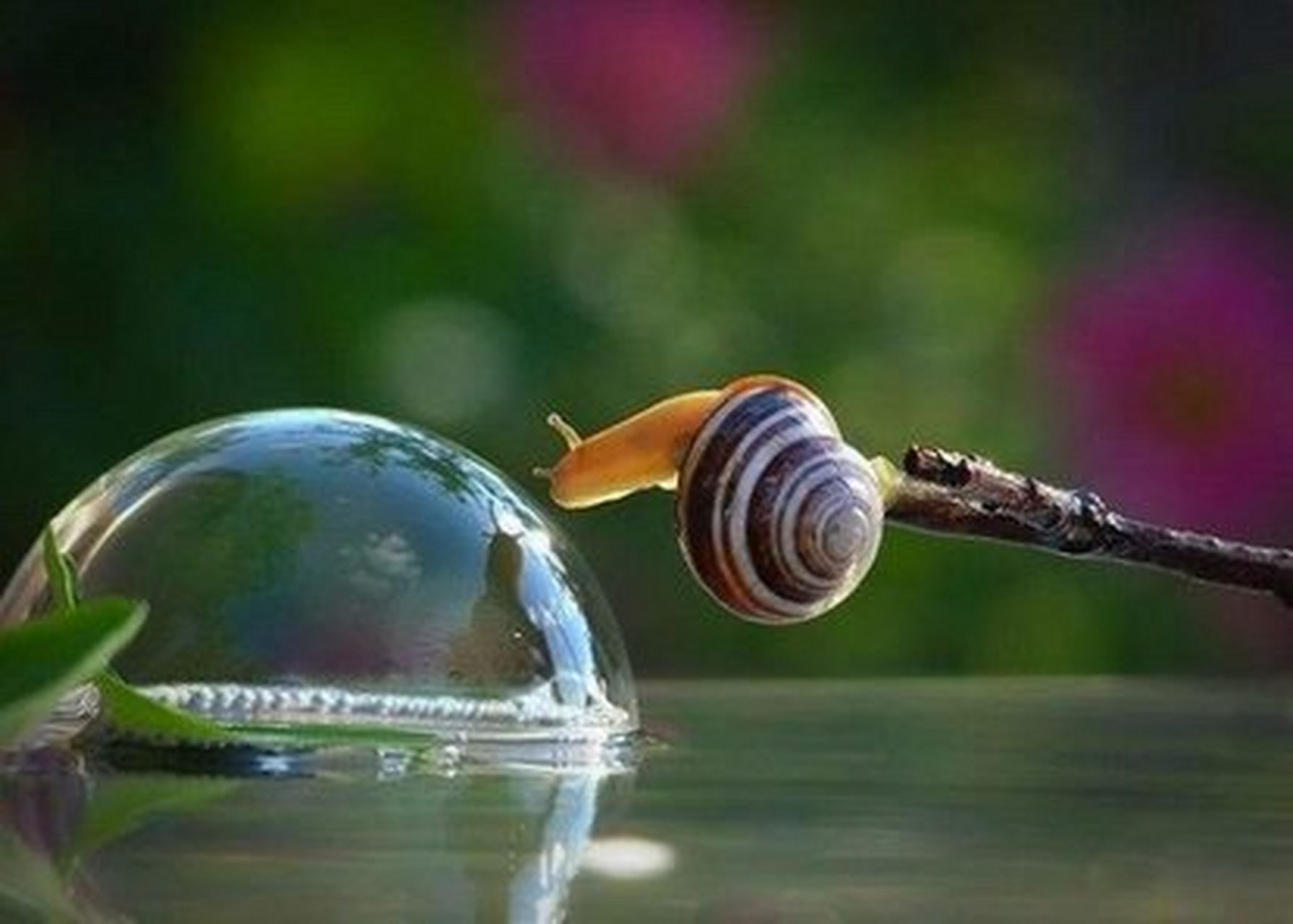 自然界大百科#  蜗牛是一种很可爱的小动物,行动缓慢,惹人喜爱.