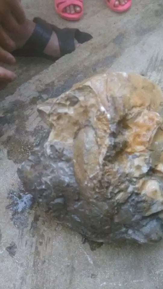 上亿万年前的化石蜗牛,看看有没有识货的?能在北京换一套房吗?