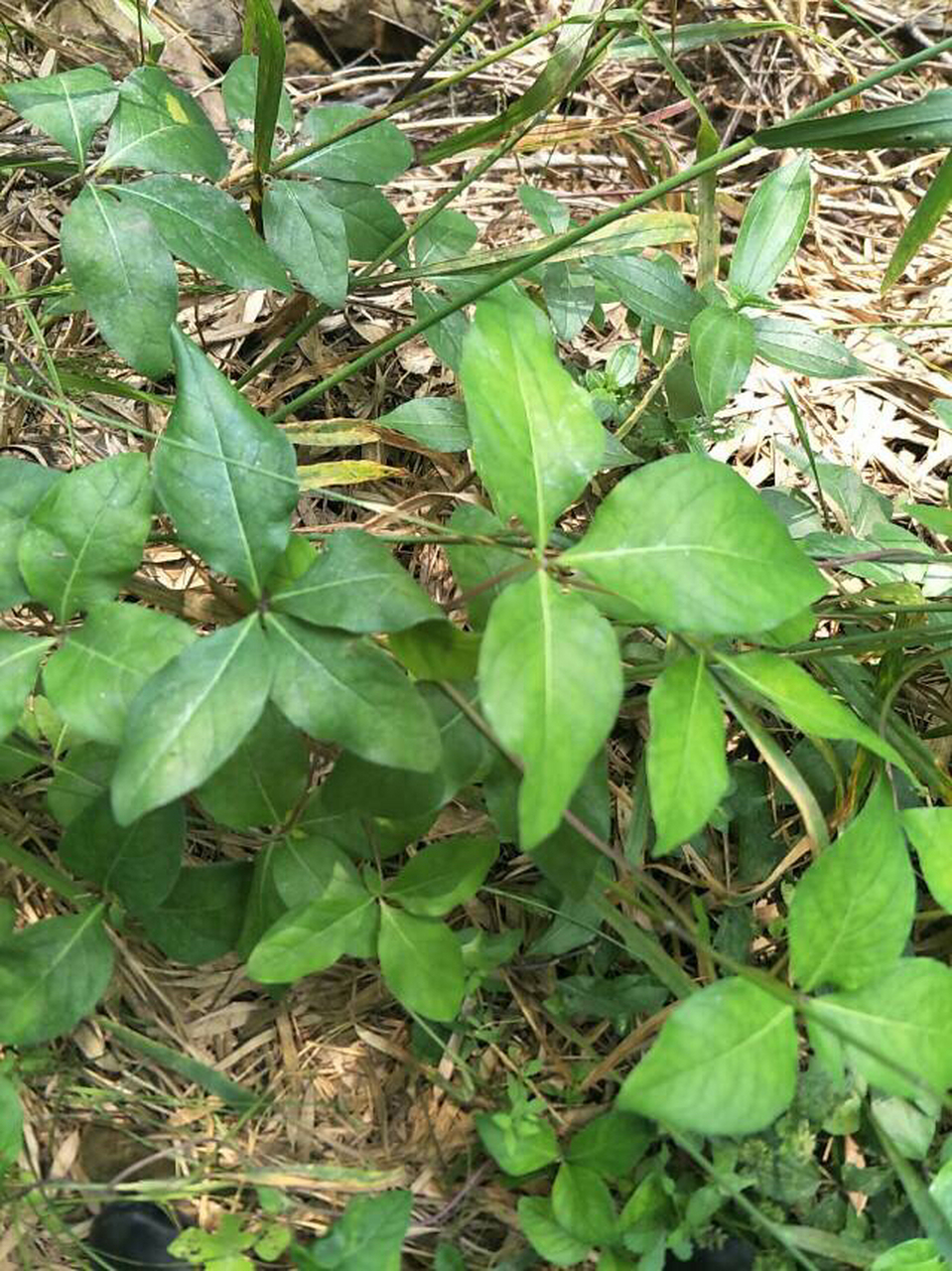 山海螺又名四叶参的功效和作用  四叶参,分布于东北,河北,山西,山东