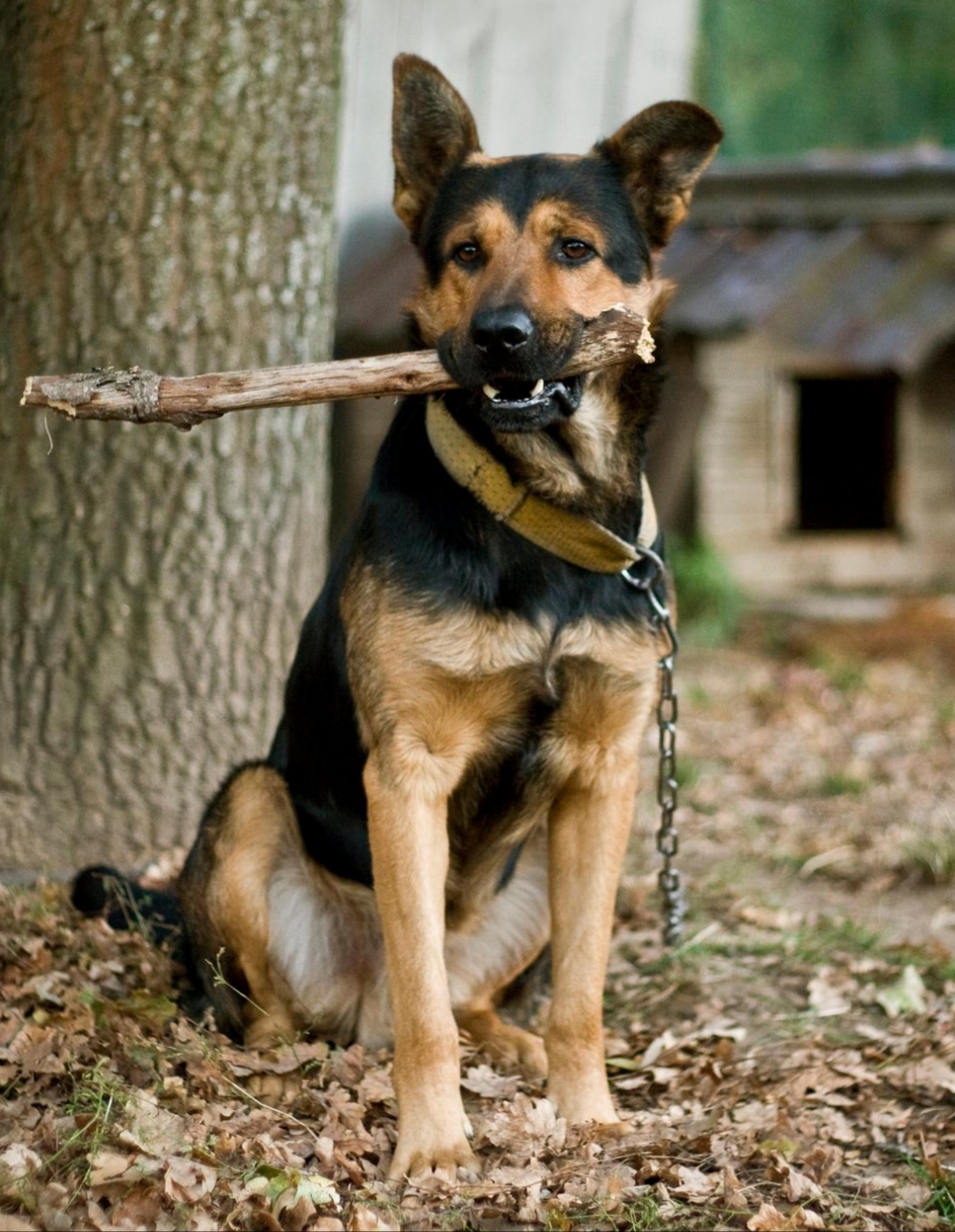 警犬狼狗图片