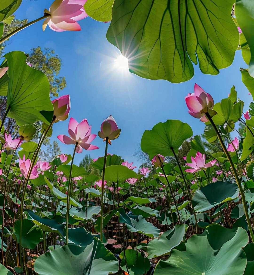 我们平时看荷花,除了平视就是俯视,今天换个角度看一下 #热点引擎计划