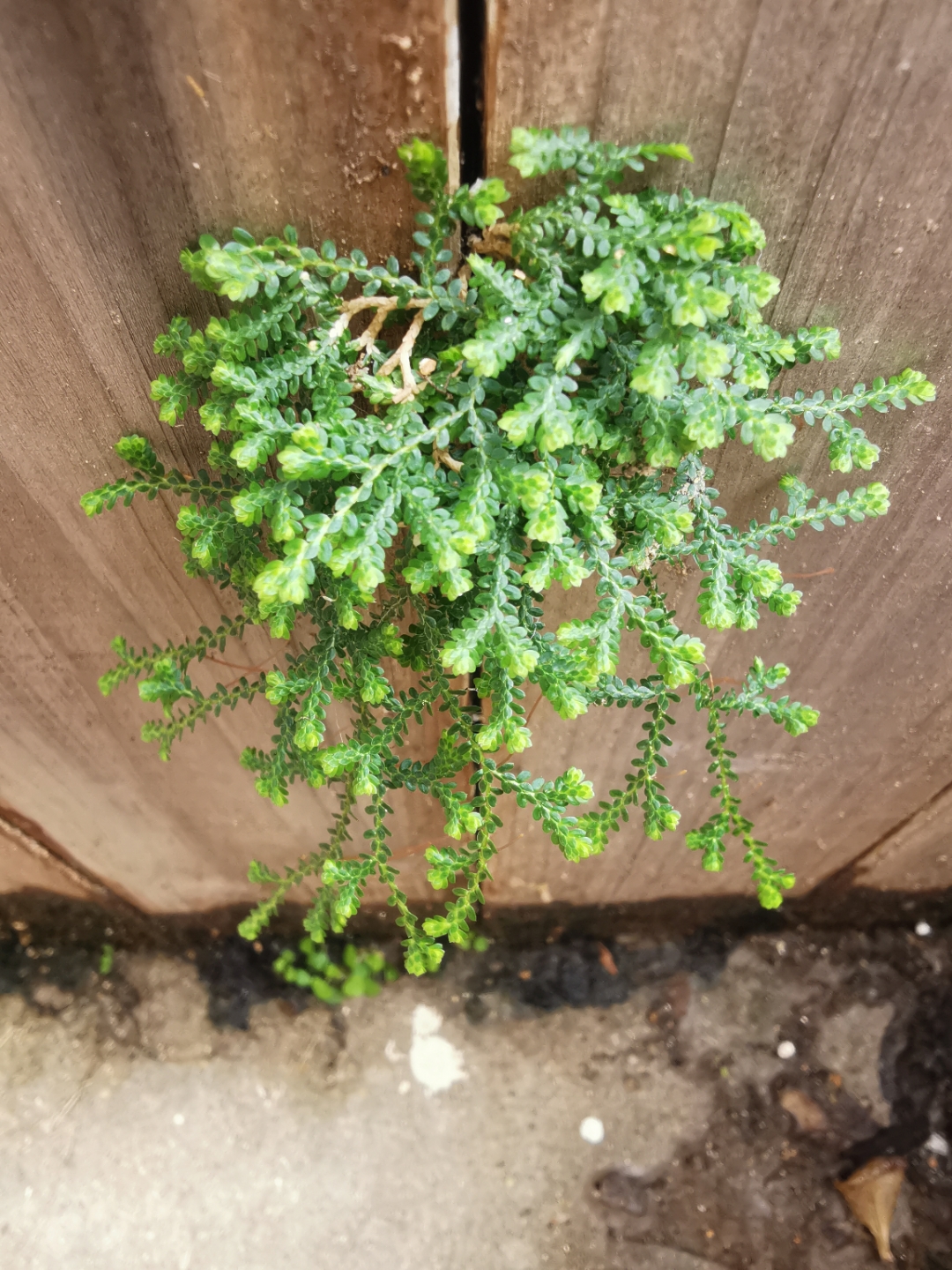 自己长出来的,查了查叫翠云草.