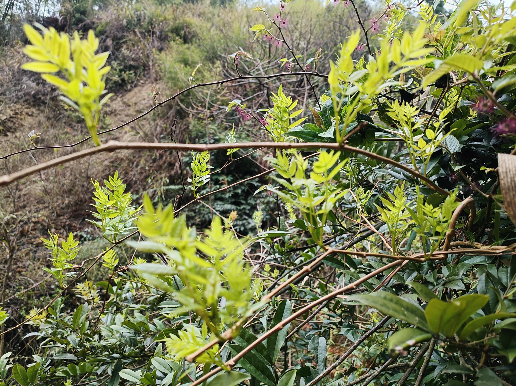 无添加野生藤茶95回甘力度非常好!