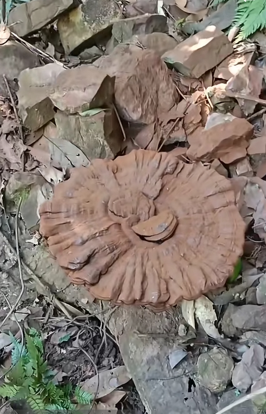 正宗野生灵芝图片