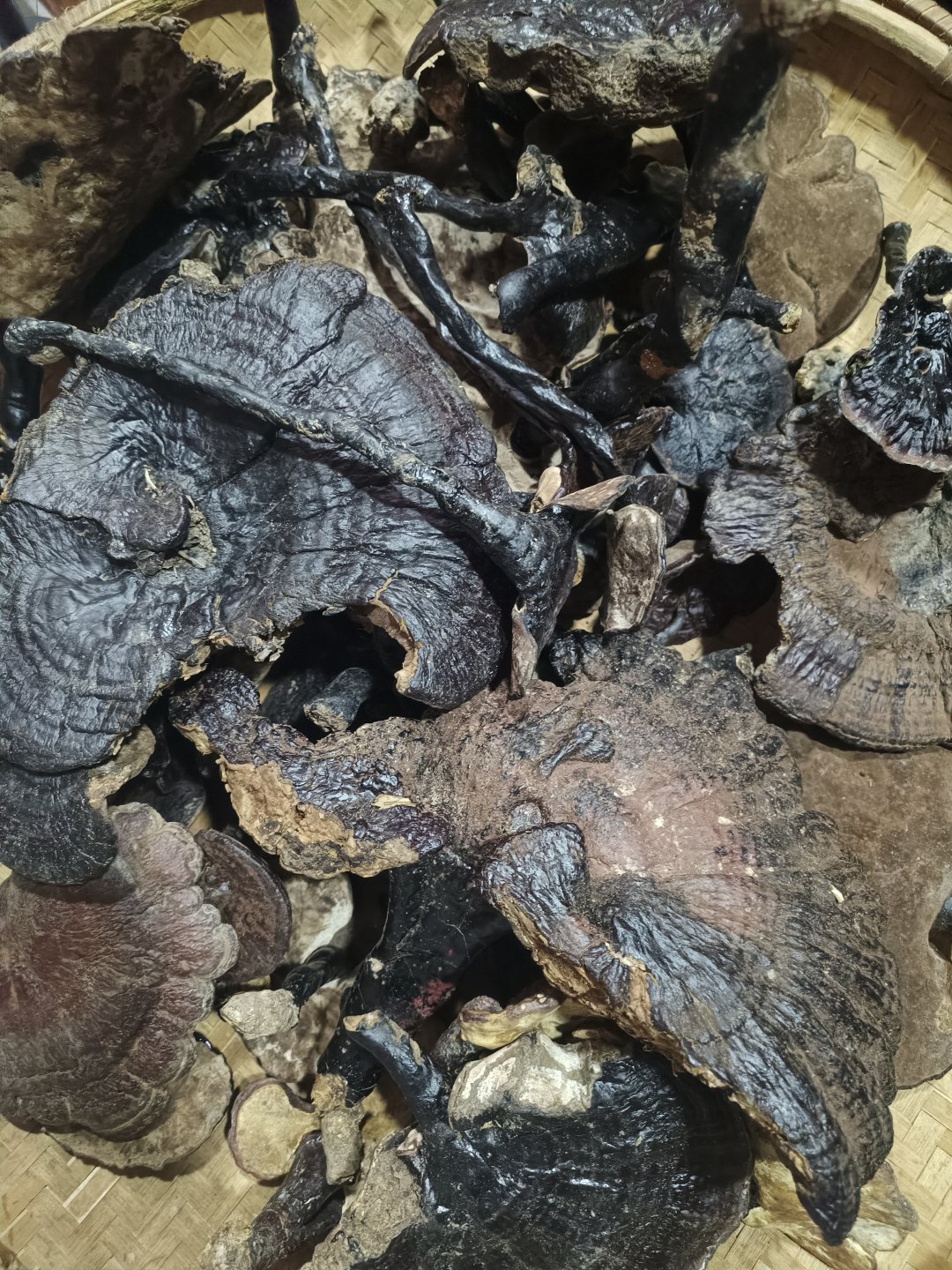 一一纯天然无公害野生灵芝