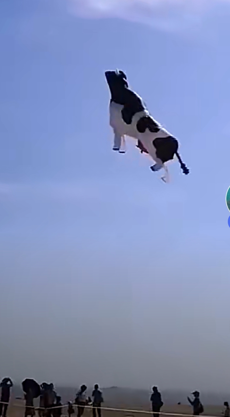 都说踩对风口猪都能上树. 再看看这牛,是不是在天上飞?
