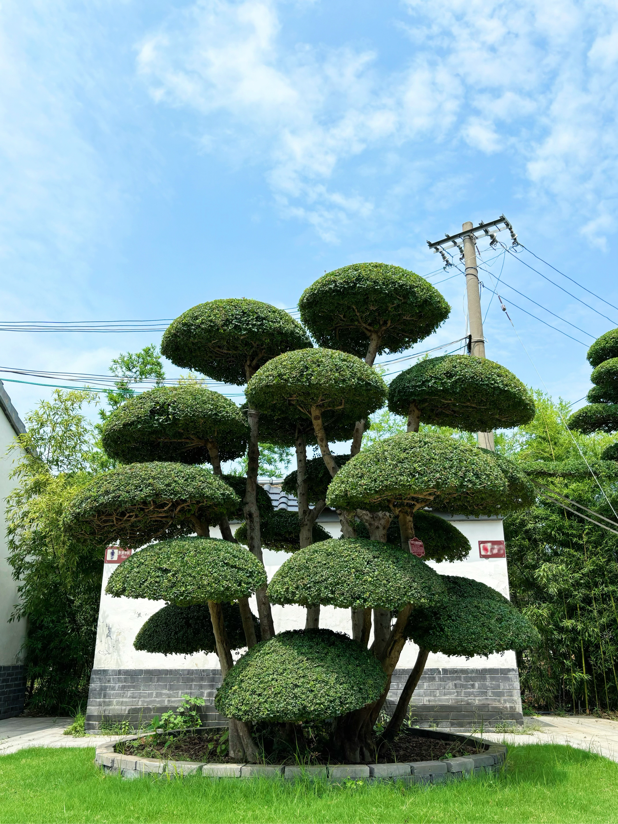 鄢陵县金地园艺场造型树