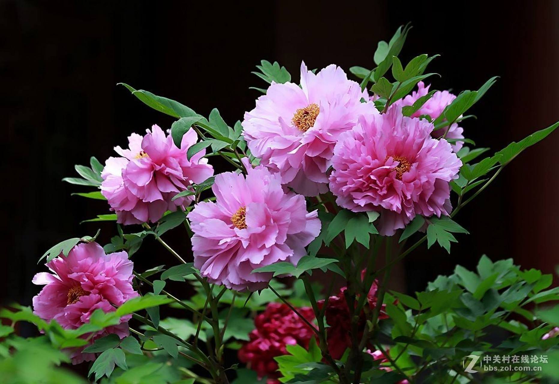 来我的贴吧,百度天秤女子露儿天秤女子路儿 来我的贴吧,百度天秤女子