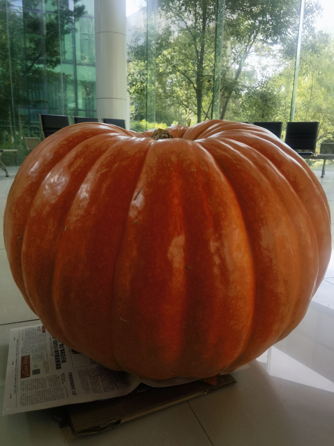 航天育种南瓜,说是100余斤