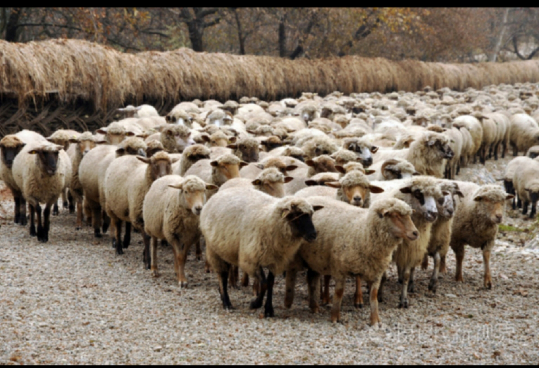 晚上凌晨2点都睡不着觉  大家都说属羊可以早睡  可我数了好久还是睡