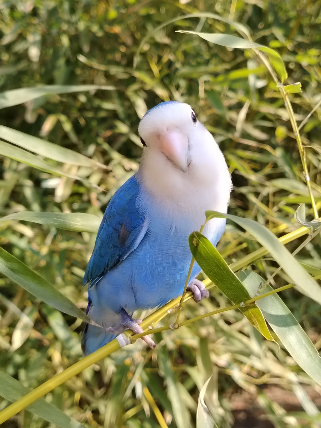 去年7月的一个午后,女儿领着放暑假的琬琬,手里捧着可爱的小鹦鹉