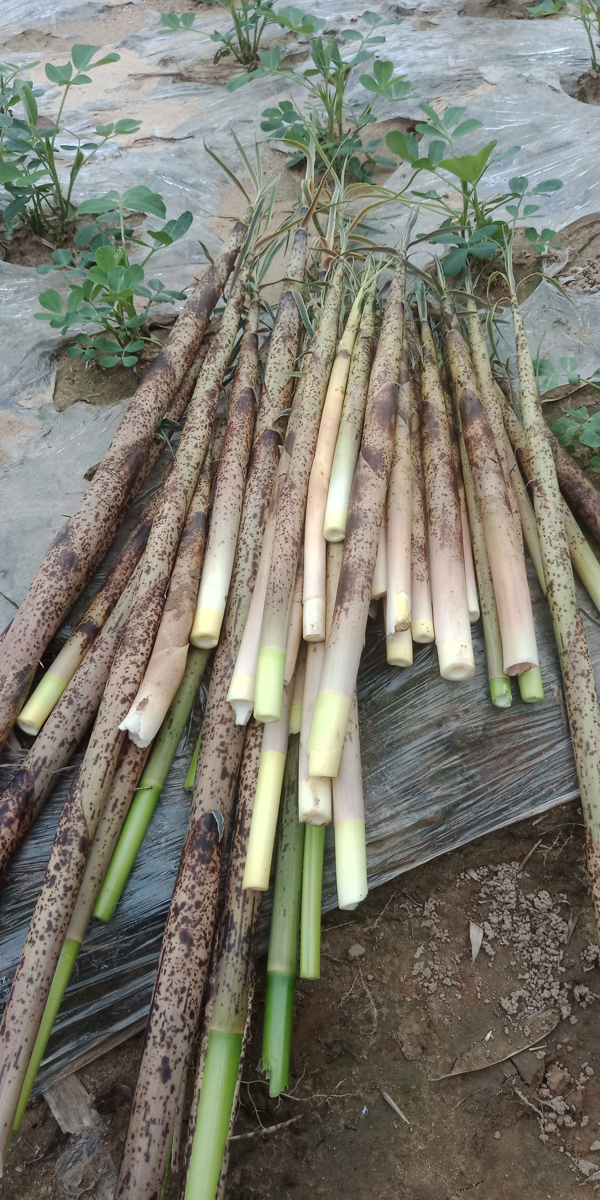 农村的美食!你的家乡有吗?重拾儿时乐趣一一拗麻笋!
