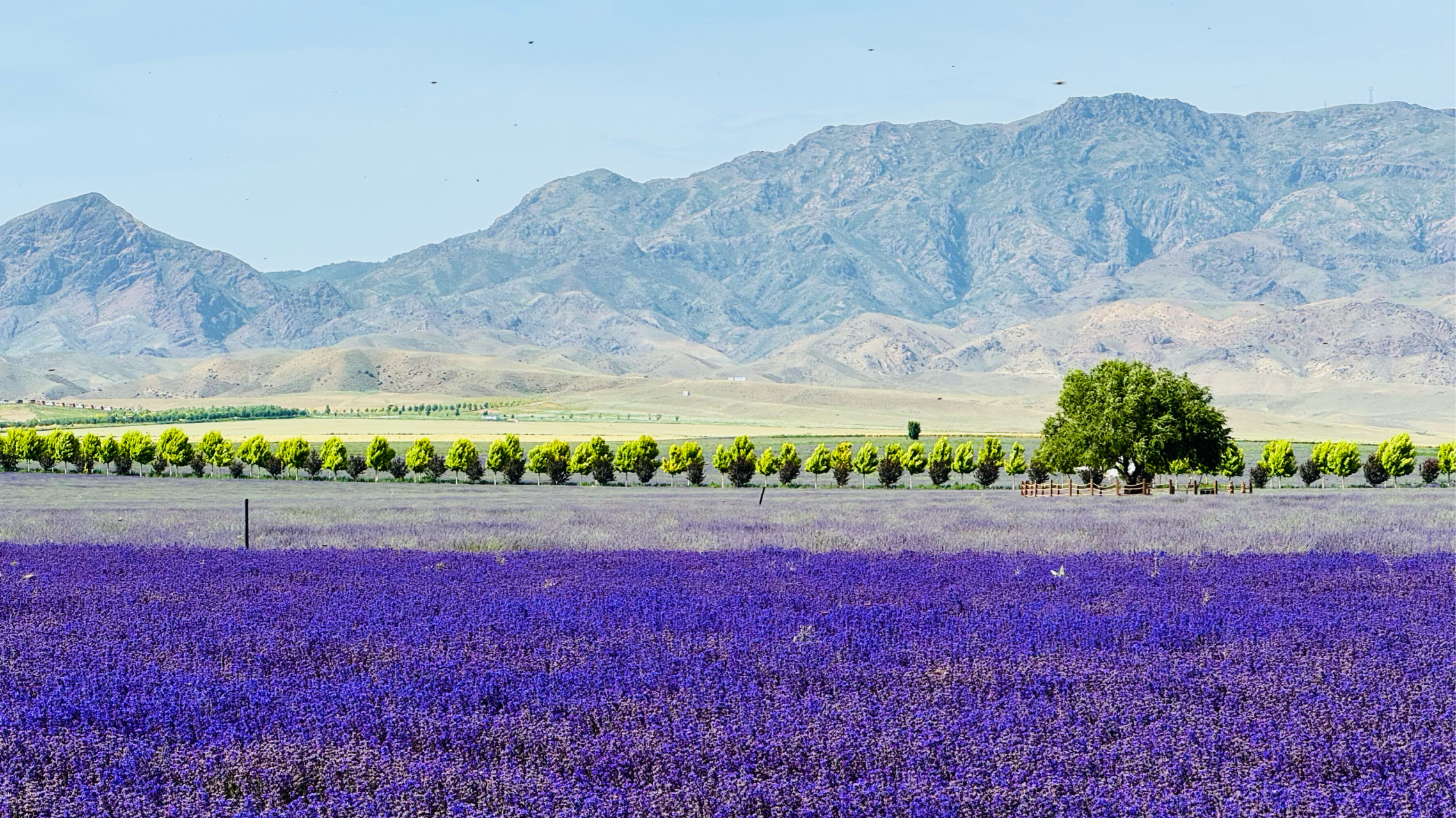 [得意]…  天山花海 薰衣草庄园… #和大自然的亲密接触