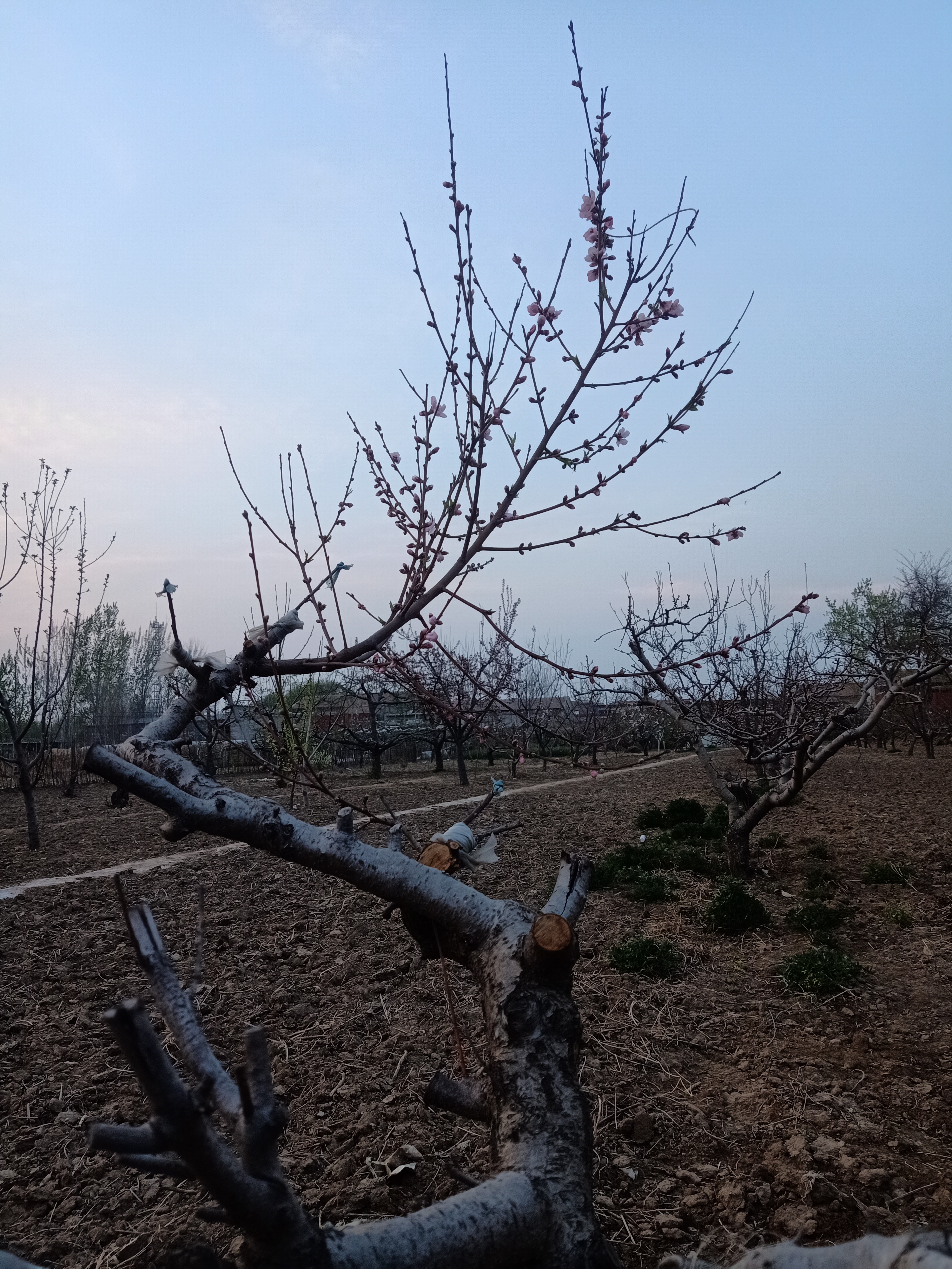 一枝独秀风景图片图片