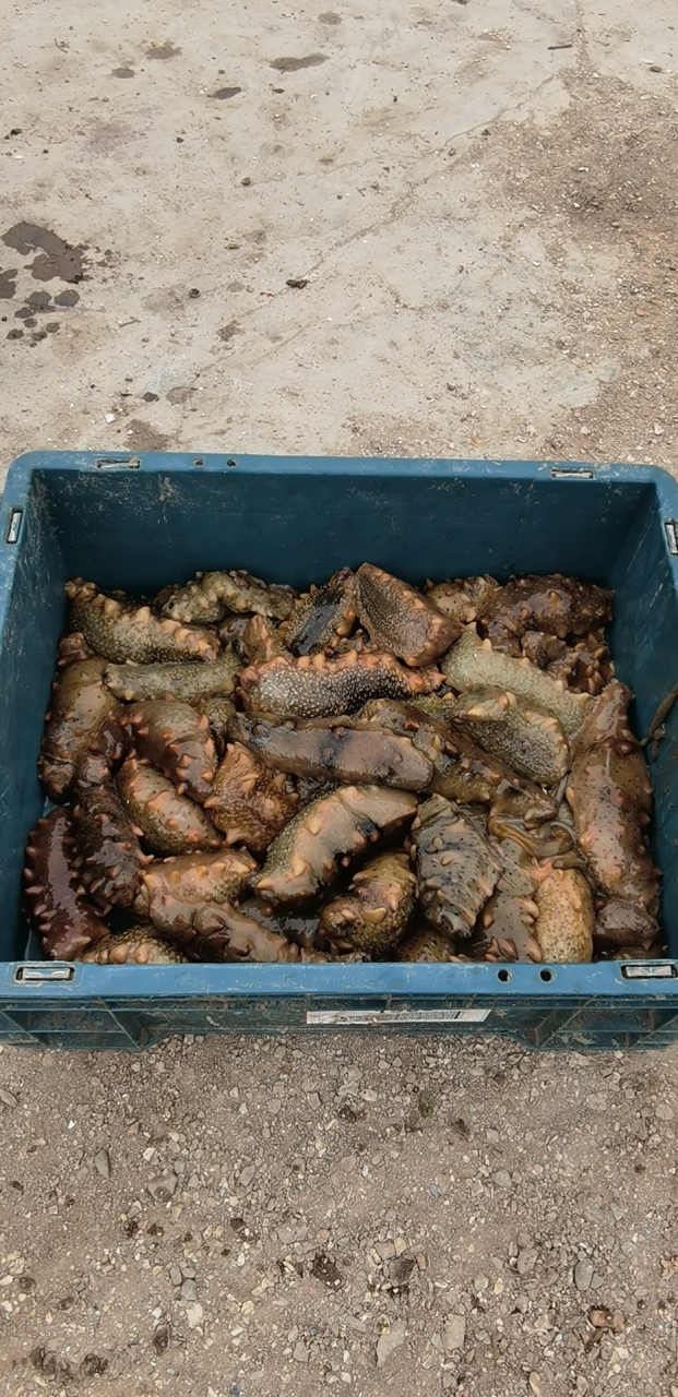 大连北纬39度深海野刺参