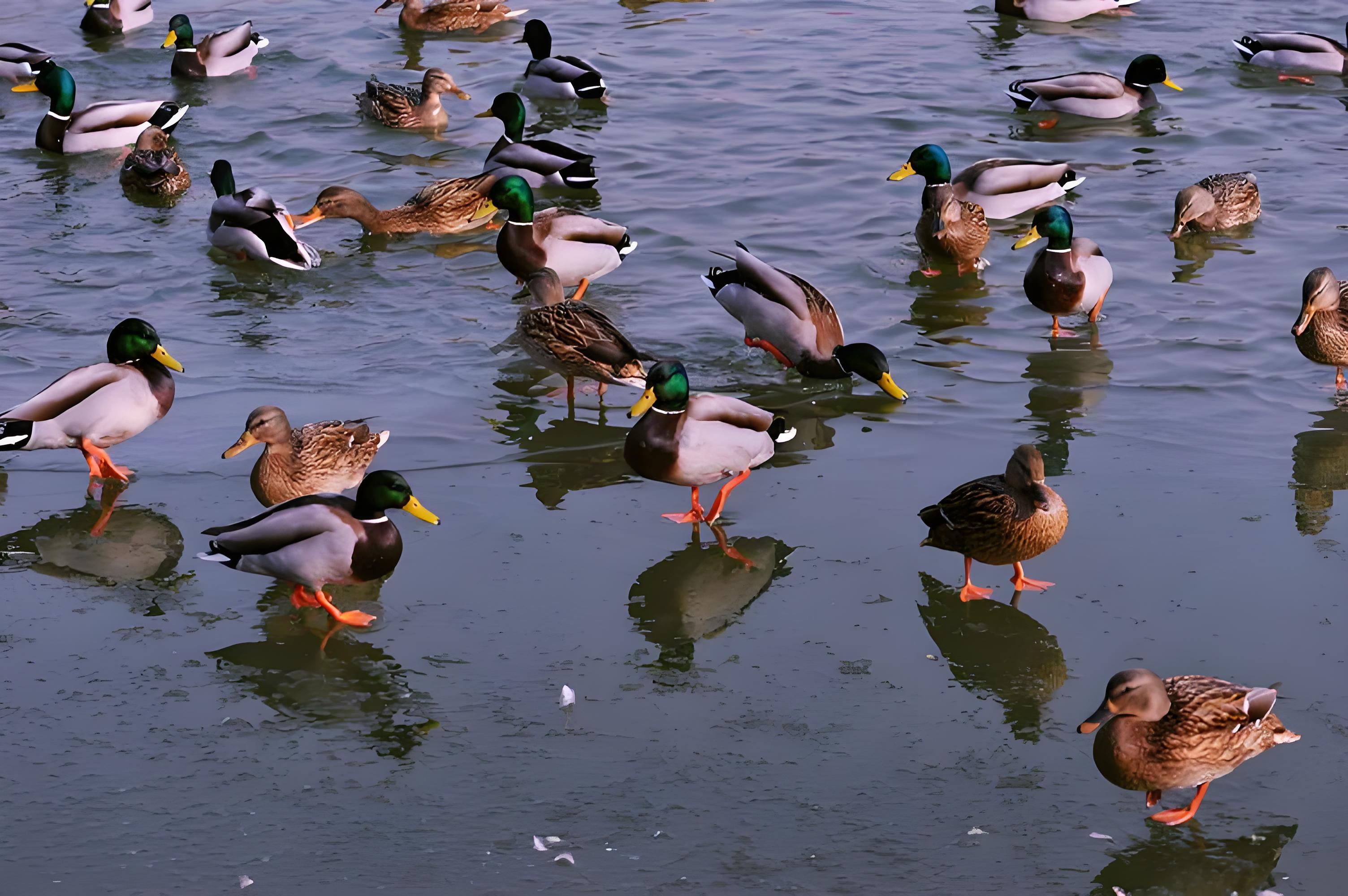 《我与鸭子为伍的日子》