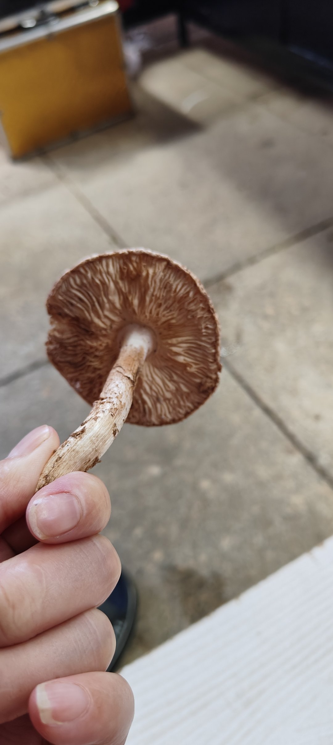 这个白菇来自内蒙古沙里面的菇,有谁知道这叫什么菇,求解