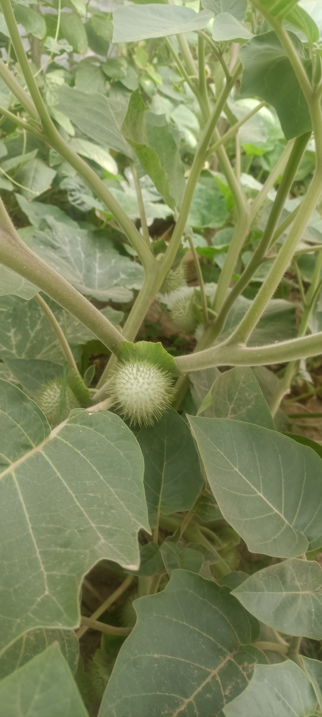 时田边路旁河边很多这种东西,一长一大片,老人们叫它土名"药死狗棵"