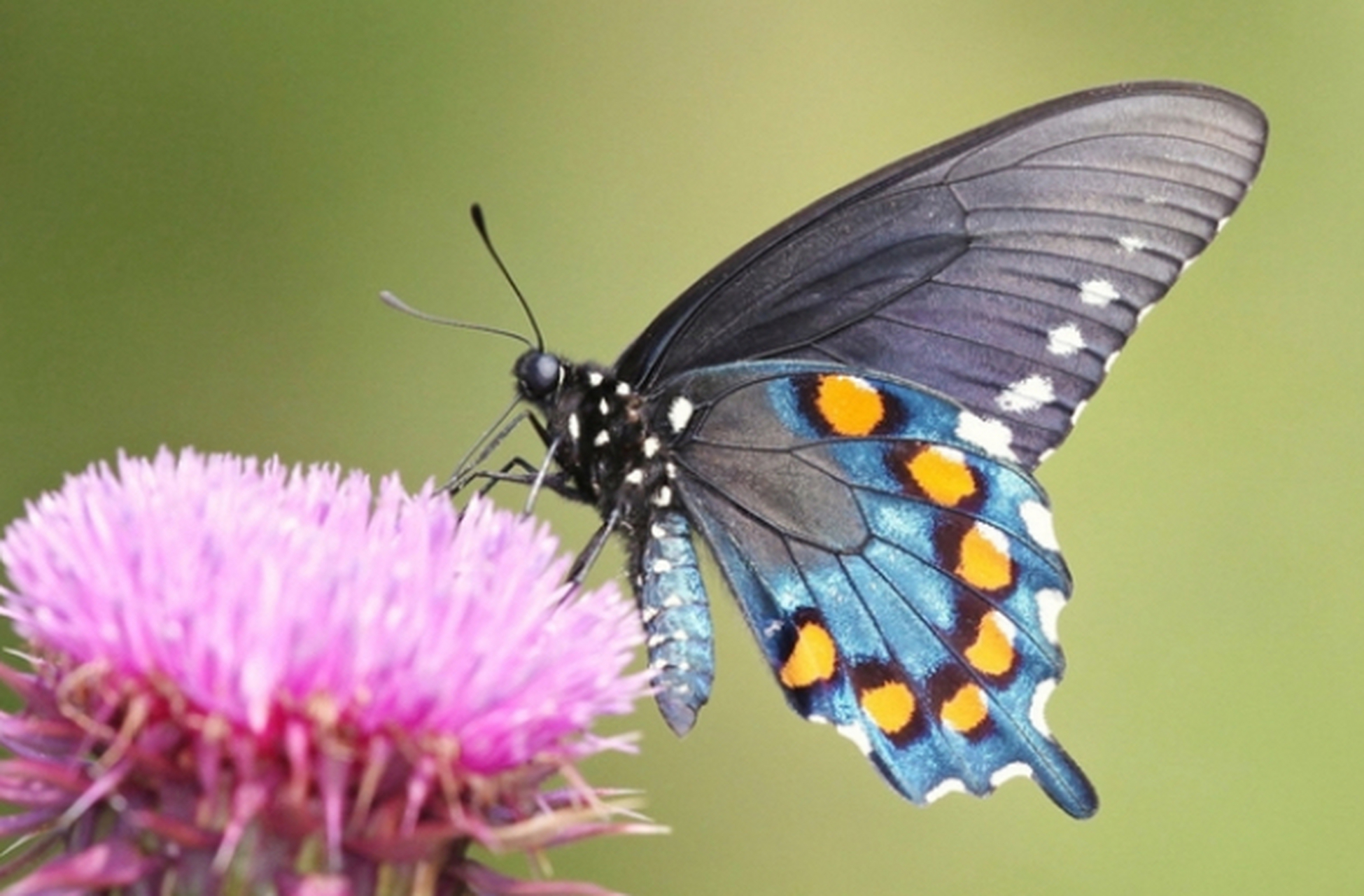 蝴蝶之所以美丽不仅因为它破茧成蝶时的华丽,更因为它在蜕变过程中所