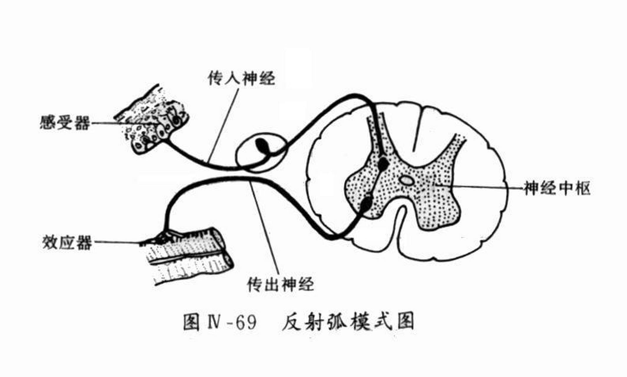 实现反射活动的神经通路叫反射弧,它由感受器