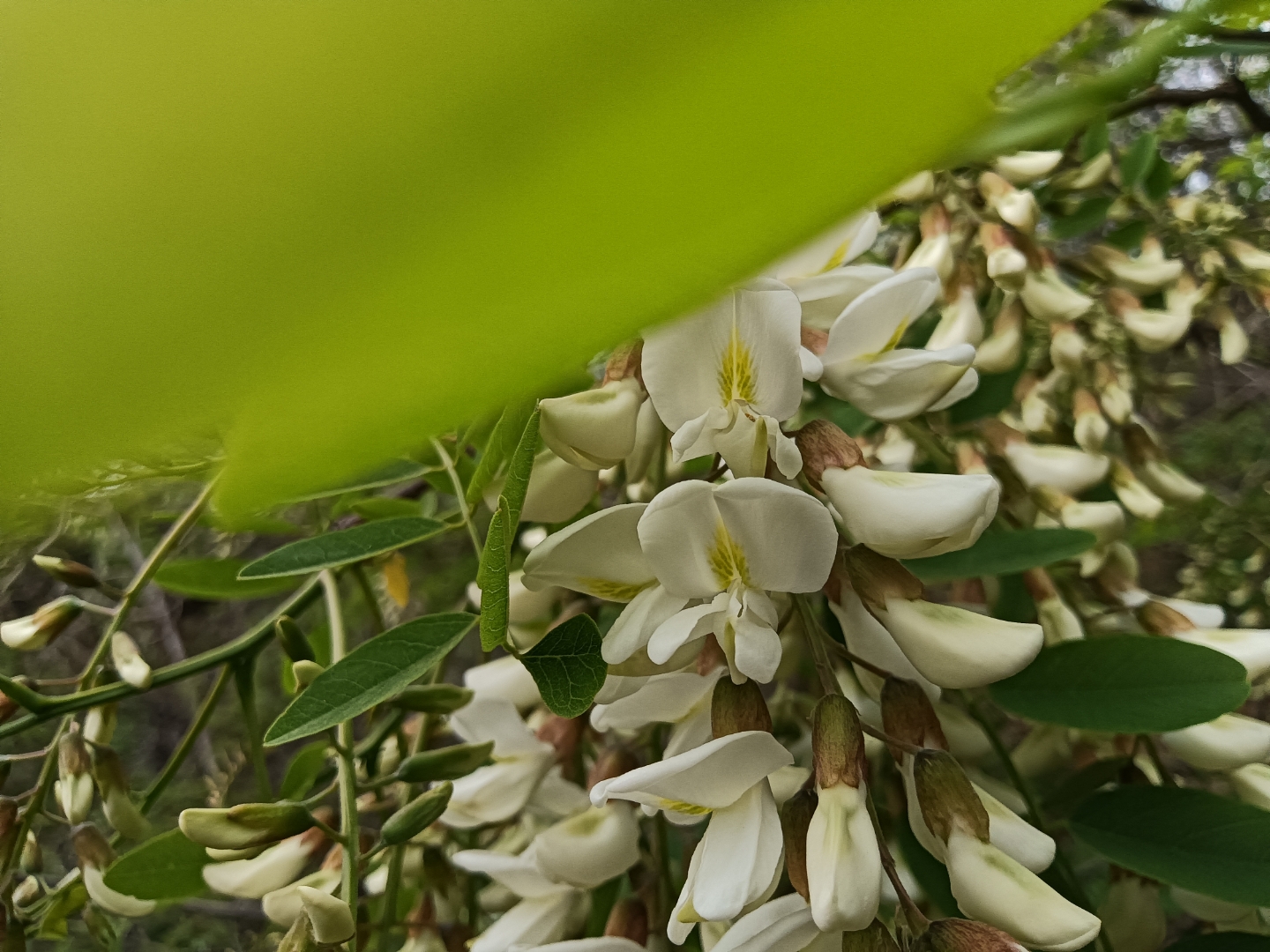 现在正是槐树开花的,我们这里也管它叫刺槐花.