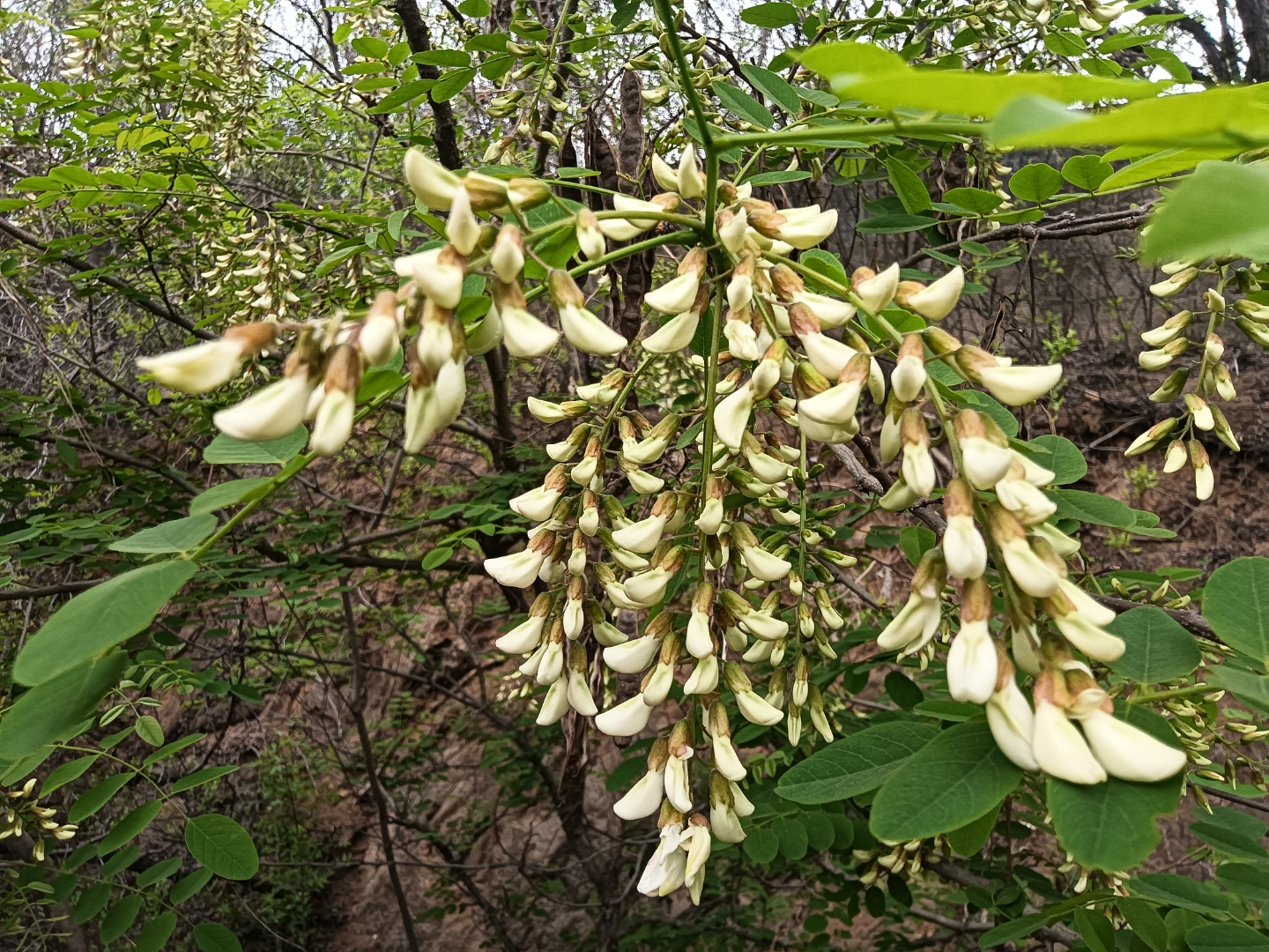 现在正是槐树开花的,我们这里也管它叫刺槐花.