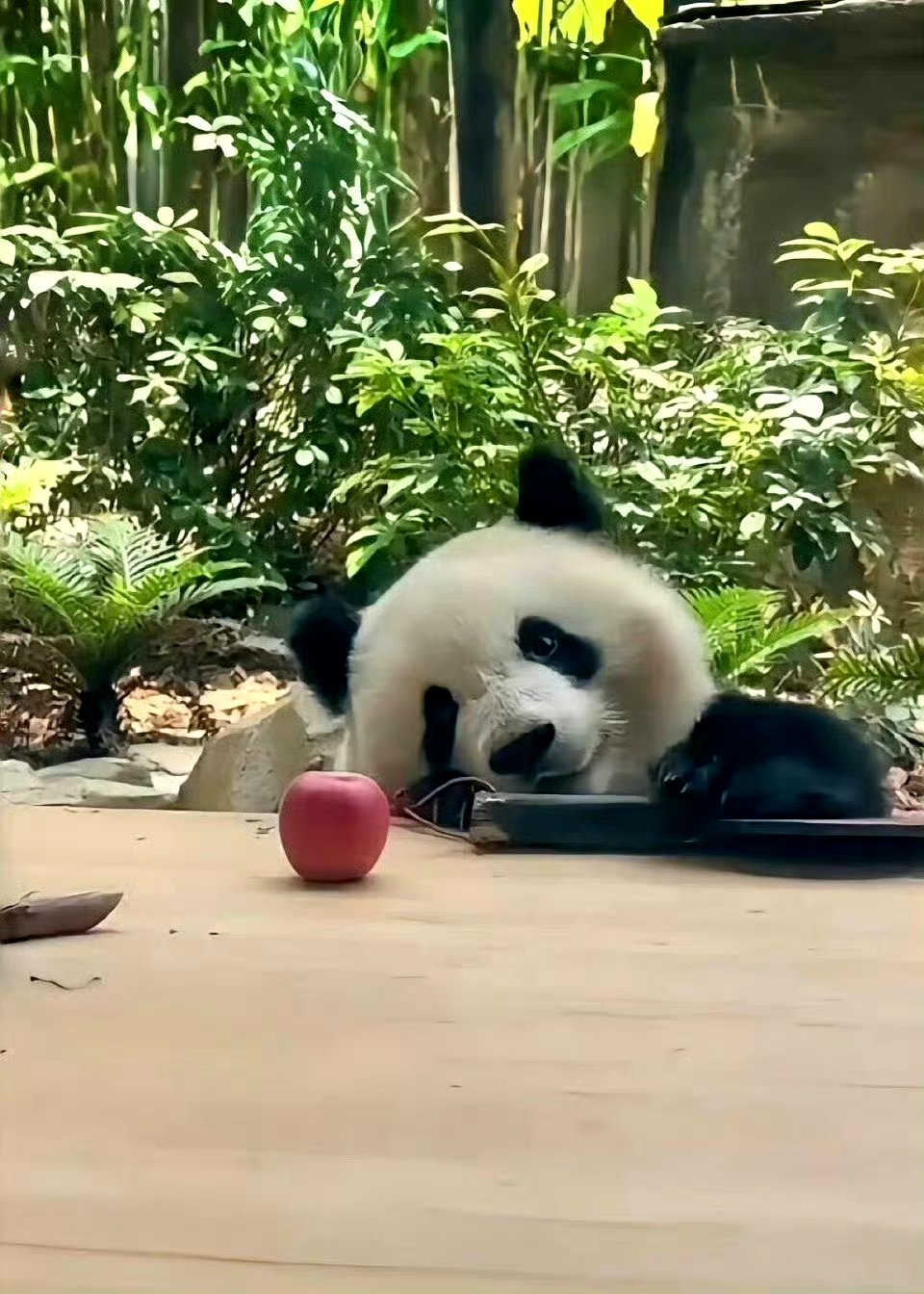 北辰:甜度爆表的熊猫小霸主  话说,江湖上有个传说,说北辰是世界上最