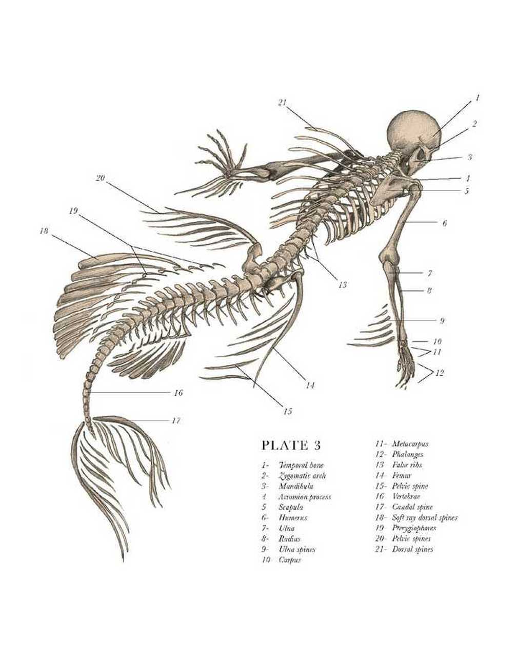 美人魚# 所設想的骨骼構造