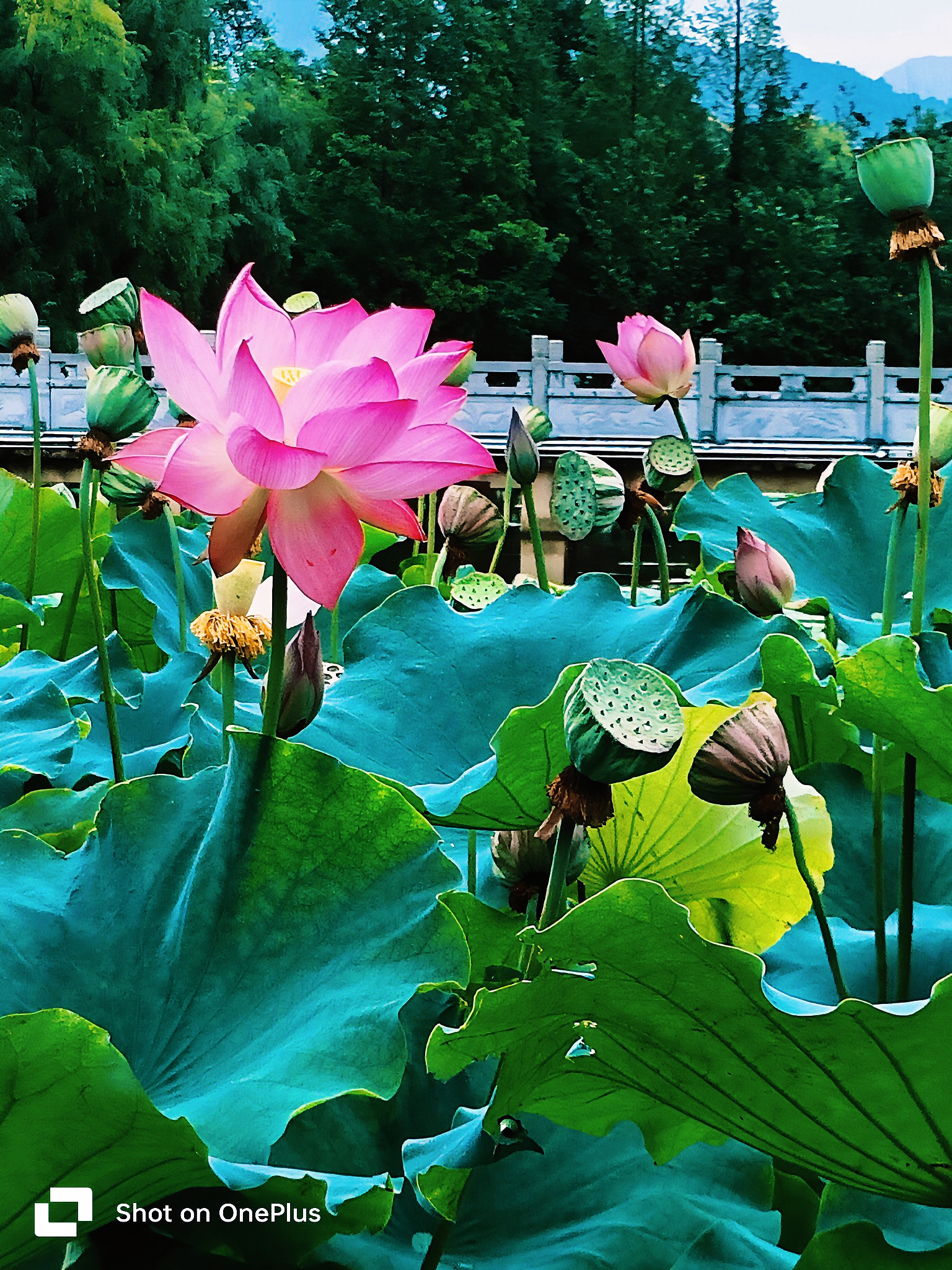 淤泥的价值体现于荷花 清水出芙蓉当下不现实 水太清则无鱼并非妄语