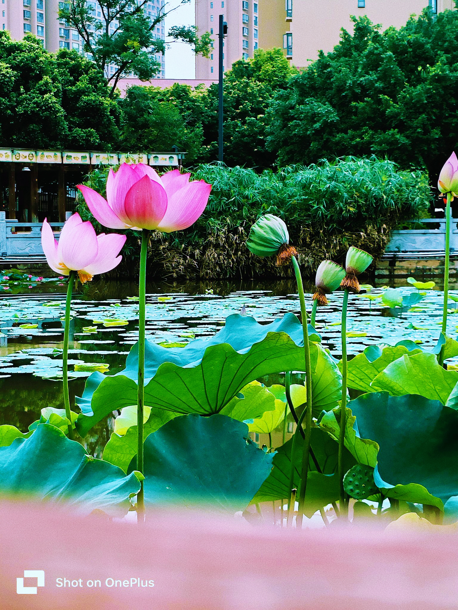 荷花 山水风景真实图片